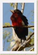 DSC_4140 Double-toothed Barbet * 356 x 534 * (98KB)